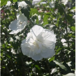 HIBISCUS syriacus 'White...