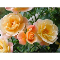 ROSIER Decorosiers®...