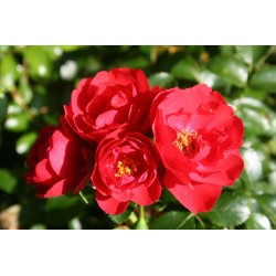 ROSIER Decorosiers® Kadora®...