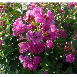 LAGERSTROEMIA indica Indiya...