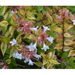 ABELIA grandiflora...