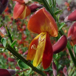 CYTISUS scoparius 'Lena'...