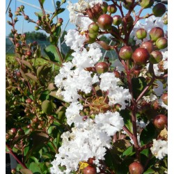 LAGERSTROEMIA Indiya...