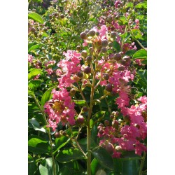 LAGERSTROEMIA indica Indiya...