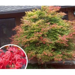 ACER palmatum 'Deshojo'...