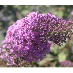 BUDDLEJA davidii Reve de...