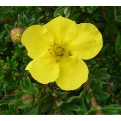 POTENTILLA fruticosa...