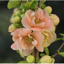 CHAENOMELES superba 'Cameo'...