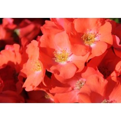 ROSIER Decorosiers® Isalia®...