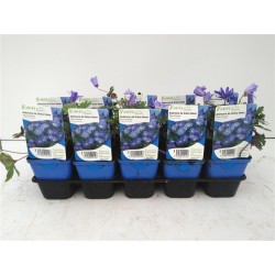 ANEMONE blanda 'Blue...