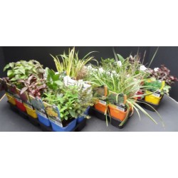 TULBAGHIA violacea FF G7