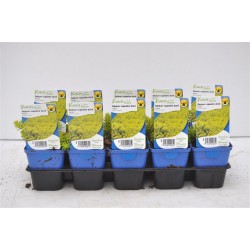 SEDUM rupestre 'Aureum' FF G7