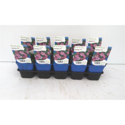 SAXIFRAGA decipiens rose FF G7