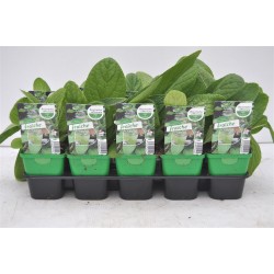 BOURRACHE officinale FF-PaC G7
