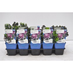 IBERIS Absolutely Amethyst®...