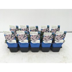 ANEMONE blanda 'Charmer' FF G7