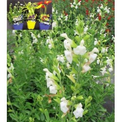 SALVIA greggii 'Alba' FF C2L