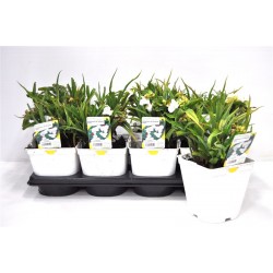 TRADESCANTIA andersoniana...