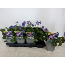 GERANIUM Rozanne® FF C2L