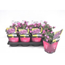 SILENE dioica Rollie's...