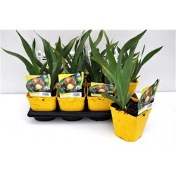 IRIS germanica 'Spreckles'...