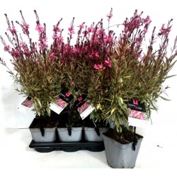 GAURA lindheimeri Pink...