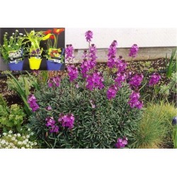 ERYSIMUM 'Bowles Mauve' C2L