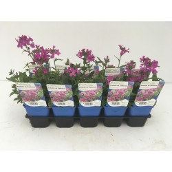 ARABIS blepharophylla 'Rose...