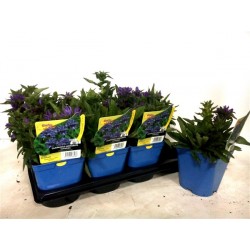 CAMPANULA glomerata...