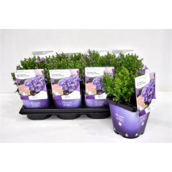 CAMPANULA persicifolia...