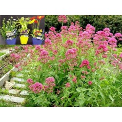 CENTRANTHUS ruber...