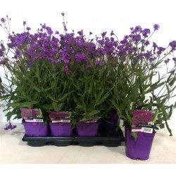 VERBENA rigida FF C2L