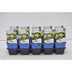 HYPERICUM calycinum jaune...