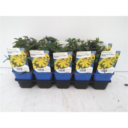 HYPERICUM olympicum jaune...