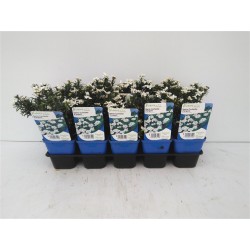 IBERIS sempervirens blanc...