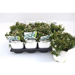 IBERIS sempervirens FF C2L