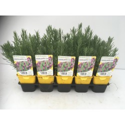 LAVANDULA stoechas...