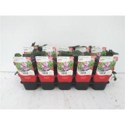 MALVA olbia 'Rosea' FF G7