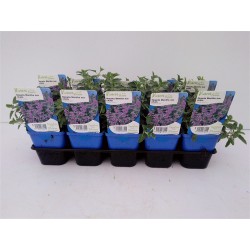 NEPETA mussinii bleu FF G7