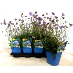 SCABIOSA columbaria...