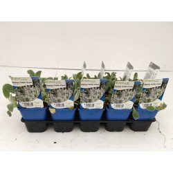 STACHYS byzantina FF G7