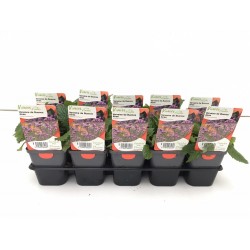 VERBENA bonariensis FF G7