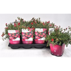 HELIANTHEMUM 'Ben Hope' FF C2L