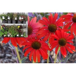 ECHINACEA Tomato Soup® FF C5L