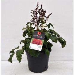 ASTILBE Younique® 'Ruby...