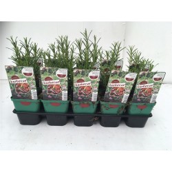 ROMARIN officinalis rose...