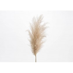 La Plume De Cortaderia...