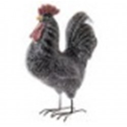 coq claude noir H40