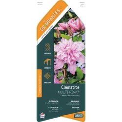 CLEMATIS Multi Pink® BIO...
