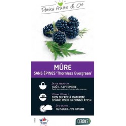 MURIER 'Thornless...